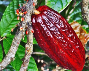 EL CACAO