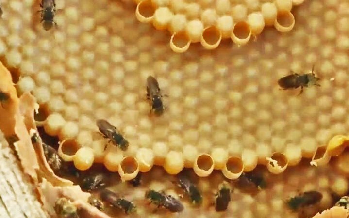 POLEN DE ABEJAS