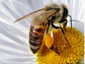 POLEN DE ABEJAS