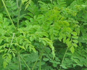 LA MORINGA